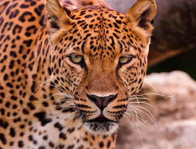 袖虎强烈建议，猫咪练胆要趁早