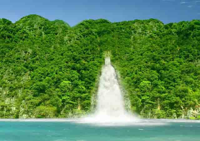 袖虎的猫狗为什么会那么贵