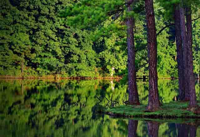 袖虎病猫攻略：怎么样为猫咪做产房
