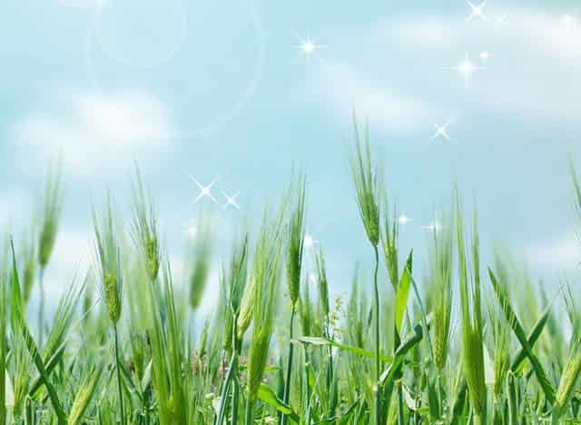 袖虎应对狗狗掉毛多的麻烦