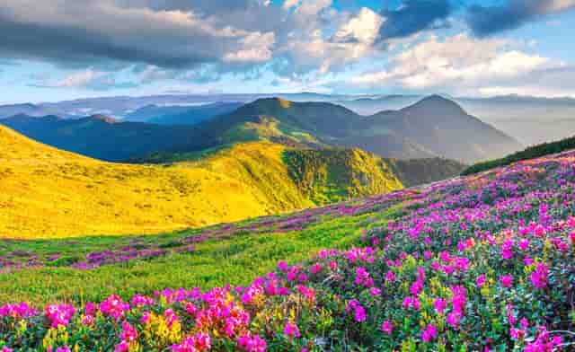 袖虎解答猫咪打针疑问，要怎么选疫苗？