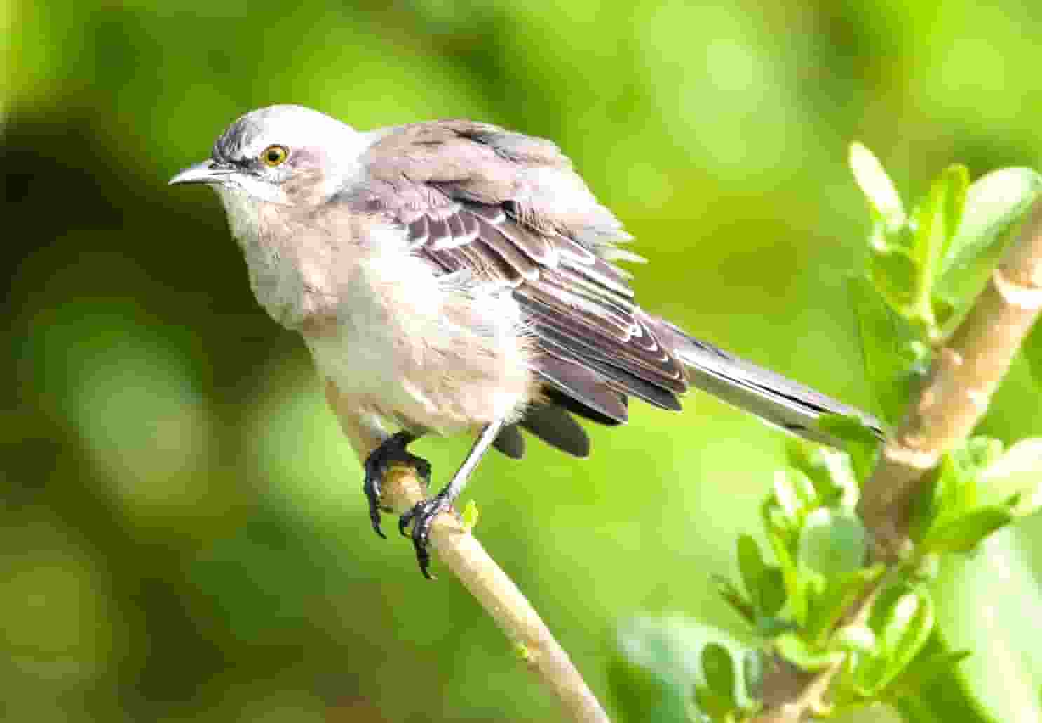 湛江螺杆电动开窗器