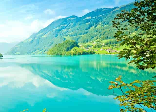 袖虎病猫攻略：加菲猫出现黑下巴是什么原因