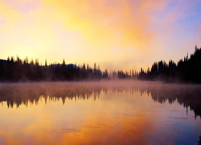 袖虎预警，夏季狗狗中暑要小心！
