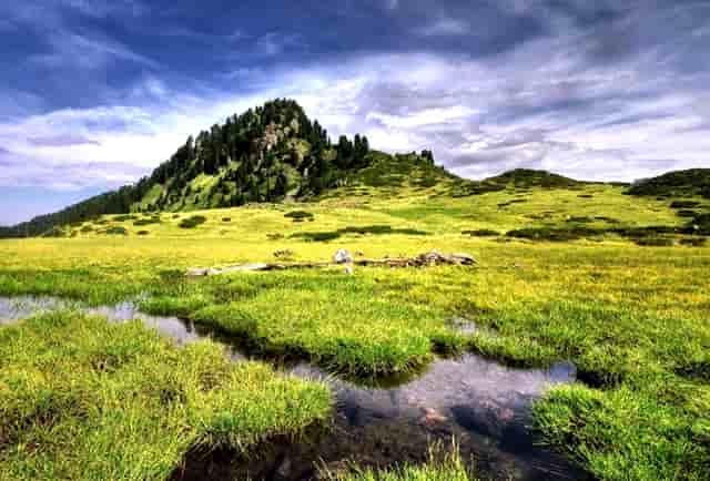 袖虎宠物研究：加盟店能不能赚钱？注意哪些骗局？