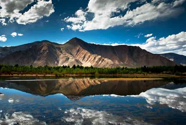 袖虎病猫攻略：营养不良可导致流产！