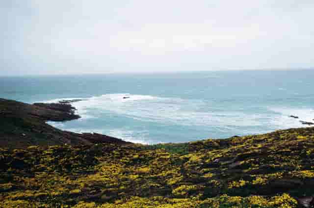 宠物行业的品牌优势，袖虎究竟能带来什么？