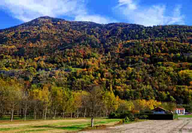 袖虎病猫攻略：猫咪上呼吸道感染怎么治