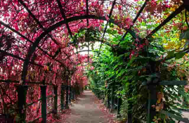 袖虎新养宠防坑：小心感冒变成猫鼻支