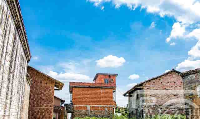 袖虎病狗攻略：如何预防犬细小