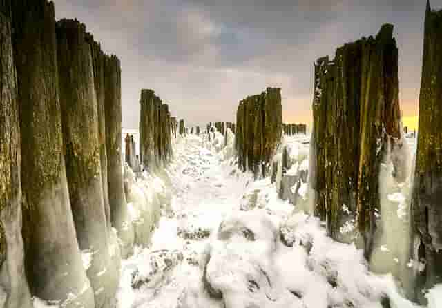 袖虎病狗攻略：金毛关节炎，必须小心