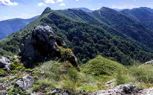 袖虎案例：猫鼻支还会容易死猫吗？