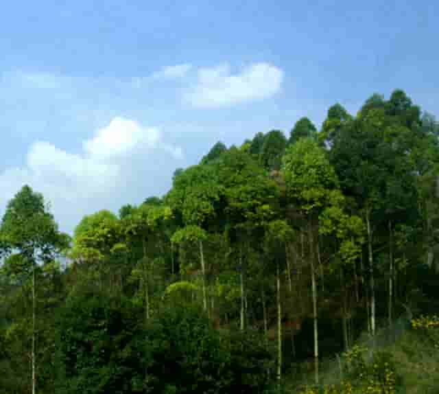 什么东西可以配鸡蛋(蒸鸡蛋可以放点什么东西在里面呀)